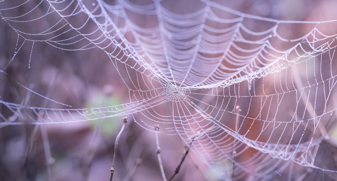Detailed image of a delicate spider web with dewdrops, creating a beautiful natural pattern.